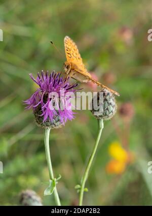 Dunkelgrüner Fritillary Butterfly, (Speyeria aglaja) nectaring on Greater Knickweed Flowers (Centaurea scabiosa), Lullingstone Country Park, Kent Großbritannien Stockfoto