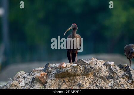 Rotnapter Ibis, Noida, Indien - 2. September 2019: In einem grünen Grasfeld in Noida, Uttar Pradesh, Indien, stehender, napter Ibis. Stockfoto