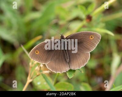 Meadow Brown Butterfly, (Maniola jurtina), männlich, mit offenen Flügeln, Lullingstone Country Park, Kent UK Stockfoto