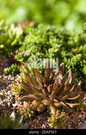 Sempervivums, houseleeks, wächst in einem Container Stockfoto