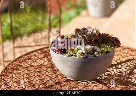 Gemischte sempervivums, houseleeks, wächst in einem Container in einem Garten Einstellung Stockfoto