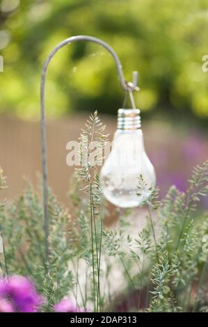 Blühender Festuca glauca, Blaues Fescue Gras mit einem Sonnenlicht im Hintergrund Stockfoto