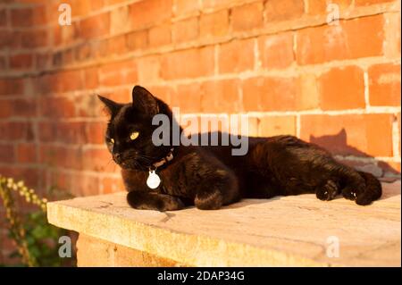 Weibliche Hauskatze, die in der Abendsonne in einem Garten liegt, England, Großbritannien Stockfoto