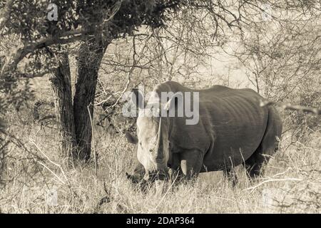 Weißnashorn aus nächster Nähe im Kruger Nationalpark aufgenommen Stockfoto