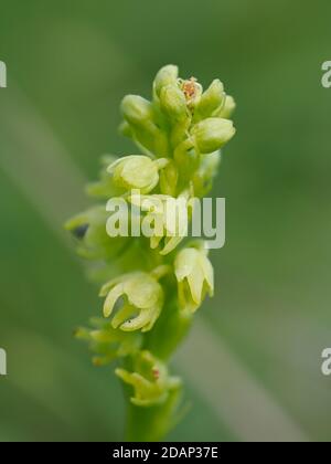 Moschusorchidee (Herminium monorchis) wächst auf Kreide Unterland, Parkgate Down, Kent UK, gestapeltes Fokusbild Stockfoto