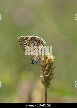 Common Blue Butterfly, (Polyommatus icarus), weiblich, Unterseite der Flügel, Queensdown Warren, Kent Wildlife Trust, Großbritannien Stockfoto