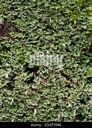 Lichen, (Cladonia sp), Queensdown Warren Kent Wildlife Trust, Großbritannien, gestapeltes Fokusbild Stockfoto