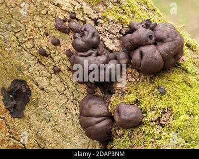 King Alfreds Cake Fungi (Daldinia concentrica), Queensdown Warren Kent Wildlife Trust, UK, auch bekannt als Kohlepilz, gestapeltes Fokusbild Stockfoto