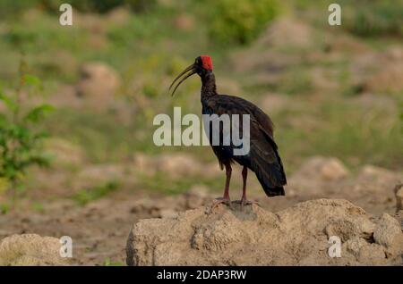 Rotnapter Ibis, Noida, Indien - 8. September 2019: Ein Rotnapter Ibis steht in einem natürlichen grünen Grasfeld in Noida, Uttar Pradesh, Indien. Stockfoto