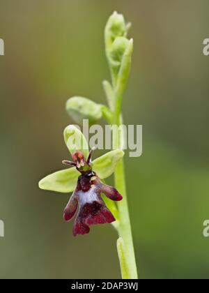 Fly Orchid (Ophrys insectifera), lokal seltene Pflanze, Queensdown Warren Kent Wildlife Trust, Großbritannien, verwundbar, gestapelt Focus Image Stockfoto