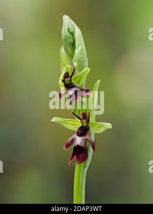 Fly Orchid (Ophrys insectifera), lokal seltene Pflanze, Queensdown Warren Kent Wildlife Trust, Großbritannien, verwundbar, gestapelt Focus Image Stockfoto