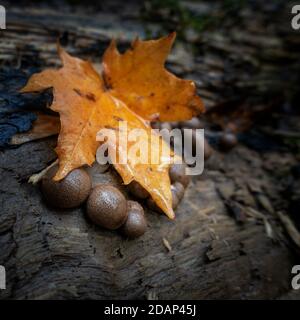 Braun, (schwarz) kugelförmige ungener Pilz Daldinia concentrica bekannt als King Alfred's Cake, Cramp Bälle & Kohlepilz, auf altem Baumstamm, England, Großbritannien Stockfoto