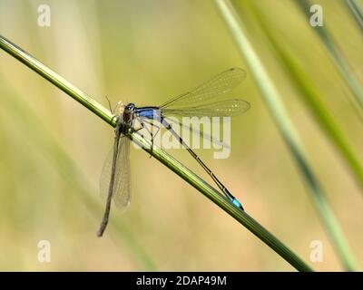 Blauschwanzdamselfly (Ischnura elegans) Fütterung an einer anderen Damselfliege, männlich, Sandwich Bay, Kent UK, Stockfoto