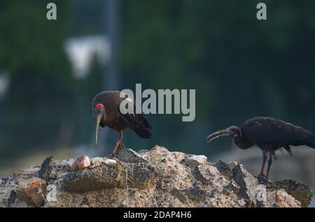 Rotnapter Ibis, Noida, Indien - 02. September 2019: Ein Rotnapter Ibis mit einem Baby auf einem Feld in Noida, Uttar Pradesh, Indien. Stockfoto