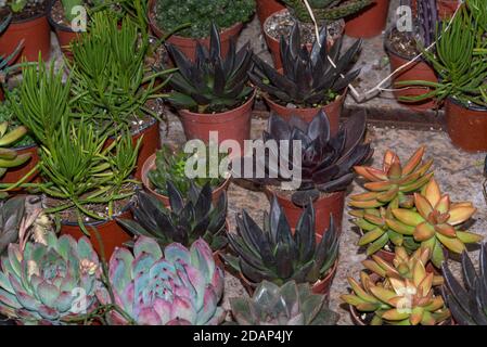 Mini Sukkulenten Pflanzen. Blüten sukkulenten in Töpfen verschiedener Art. Stockfoto