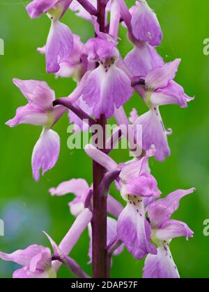 Nahaufnahme der frühen lila Orchidee (Orchis mascula) in Blume, Stockley Hill Woods, Kent Wildlife Trust, Großbritannien, gestapeltes Fokusbild Stockfoto