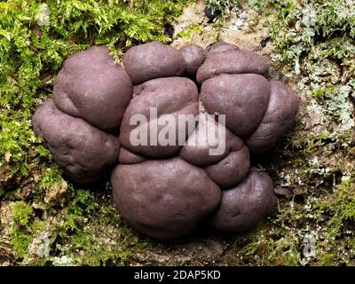 King Alfred's Cakes Fungus / Cramp Balls Fungus (Daldinia concentrica), die Lärchen, Kent Wildlife Trust, Großbritannien, gestapeltes Fokusbild Stockfoto