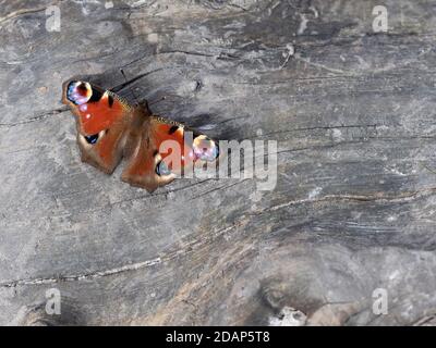 Peacock Butterfly (Inachis io), die Lärchen, Kent Wildlife Trust, Großbritannien, ruht mit offenen Flügeln auf Baumstamm Stockfoto