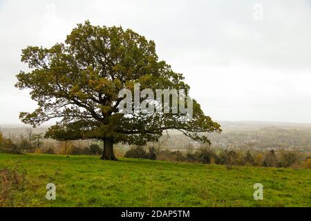 Eine malerische Aussicht von Denbies Hillside, Misty, Surrey Hills, England, Großbritannien, Herbst 2020 Stockfoto