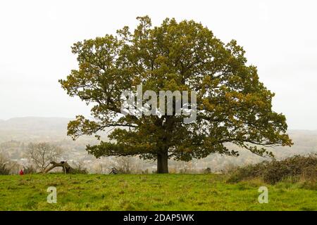 Eine mächtige Eiche steht in landschaftlich schöner Aussicht von Denbies Hillside, Misty, Surrey Hills, England, UK, Herbst 2020 Stockfoto