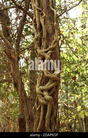 Strange Ivy Rebe Kletterbaum Stamm in Denbies Hillside, Surrey Hills, Großbritannien, Herbst 2020 Stockfoto