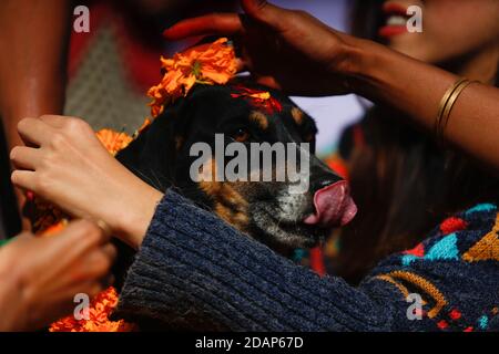 Lalitpur, Nepal. November 2020. Ein Hund wird verehrt, wie es mit Girlande und Zinnoberpulver während Kukur Tihar, das Festival der Hunde, im Sneha Care Center in Lalitpur, Nepal, 14. November 2020 angeboten wird. Quelle: Sulav Shrestha/Xinhua/Alamy Live News Stockfoto