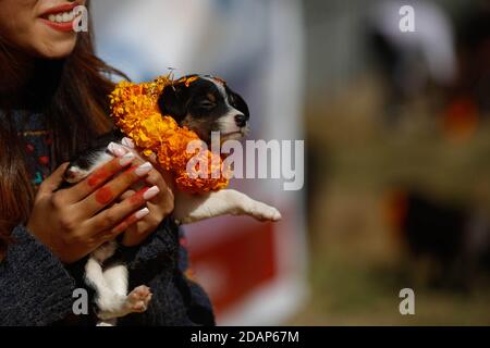 Lalitpur, Nepal. November 2020. Ein Welpe wird verehrt, wie es mit Girlande und Zinnoberpulver während Kukur Tihar, dem Festival der Hunde, im Sneha Care Center in Lalitpur, Nepal, 14. November 2020 angeboten wird. Quelle: Sulav Shrestha/Xinhua/Alamy Live News Stockfoto