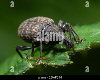 Weinrebenkwedel (Otiorhyncus sulcatus), die auf blattsaft ernährt, Kent UK Stockfoto