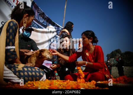 Lalitpur, Nepal. November 2020. Ein Hund wird verehrt, wie es mit Girlande und Zinnoberpulver während Kukur Tihar, das Festival der Hunde, im Sneha Care Center in Lalitpur, Nepal, 14. November 2020 angeboten wird. Quelle: Sulav Shrestha/Xinhua/Alamy Live News Stockfoto