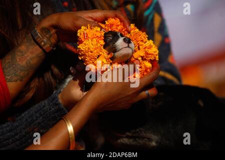 Lalitpur, Nepal. November 2020. Ein Welpe wird verehrt, wie es mit Girlande und Zinnoberpulver während Kukur Tihar, dem Festival der Hunde, im Sneha Care Center in Lalitpur, Nepal, 14. November 2020 angeboten wird. Quelle: Sulav Shrestha/Xinhua/Alamy Live News Stockfoto