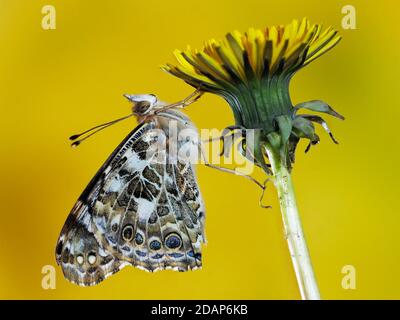 Gemalte Dame Schmetterling, (Vanessa cardui), Kent UK, Ruhe auf Löwenzahn Blume, Garten, gestapelt Fokus Bild Stockfoto