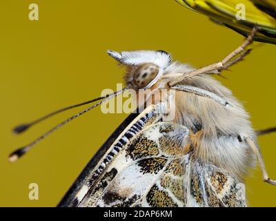 Gemalte Dame Schmetterling, (Vanessa cardui), Kent UK, Nahaufnahme mit Augen und Antennen, auf Löwenzahn-Blume ruhend, Garten, gestapeltes Fokusbild Stockfoto