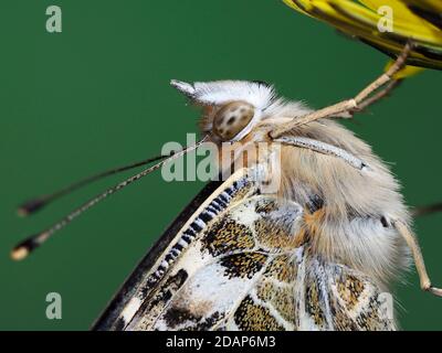 Gemalte Dame Schmetterling, (Vanessa cardui), Kent UK, Nahaufnahme mit Augen und Antennen, auf Löwenzahn-Blume ruhend, Garten, gestapeltes Fokusbild Stockfoto