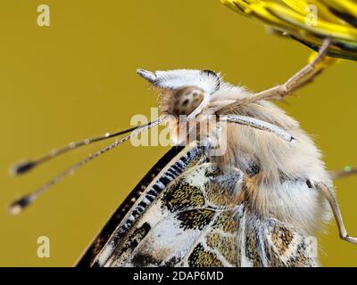 Gemalte Dame Schmetterling, (Vanessa cardui), Kent UK, Nahaufnahme mit Augen und Antennen, auf Löwenzahn-Blume ruhend, Garten, gestapeltes Fokusbild Stockfoto