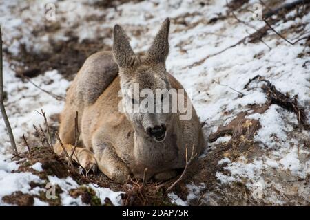 Kleiner Damhirsch auf dem Schnee. Winterzeit Stockfoto