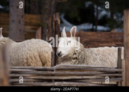 Nahaufnahme der Grenze Leicester Ewe in einem Zoo Stockfoto