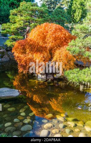 Ein Teich und japanischer Ahornbaum im Herbst. Aufgenommen in Seatac, Washington. Stockfoto