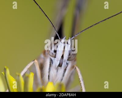 Gemalte Dame Schmetterling, (Vanessa cardui), Kent UK, Nahaufnahme mit Augen und Antennen, auf Löwenzahn-Blume ruhend, Garten, gestapeltes Fokusbild Stockfoto