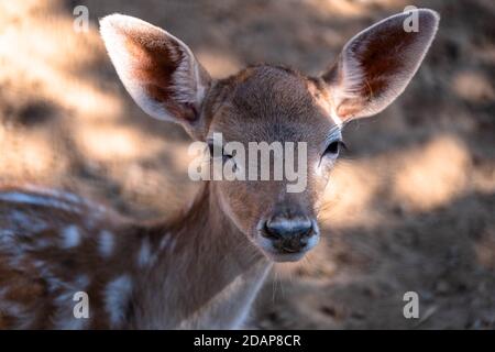 Porträt eines niedlichen Damhirsches. Hirsch auf der Wiese. Tiere, Natur. Attica Zoo Park Stockfoto