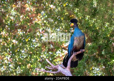 Seltene exotische bunte Dschungel Vogel mit Wolke im grünen Hintergrund. Attica Zoo Park. Stockfoto