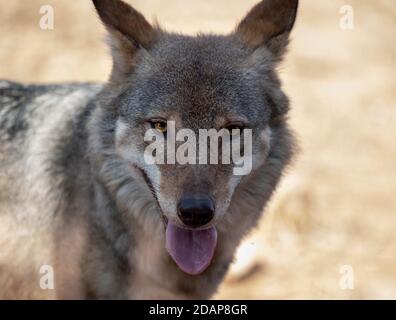 Europäischer Grauer Wolf. Canis Lupus Attica zoologischen Park. Stockfoto