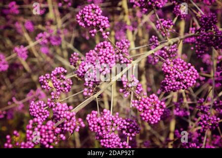 Callicarpa bodinieri, violette 'Imperial Pearl' in Blüte Stockfoto