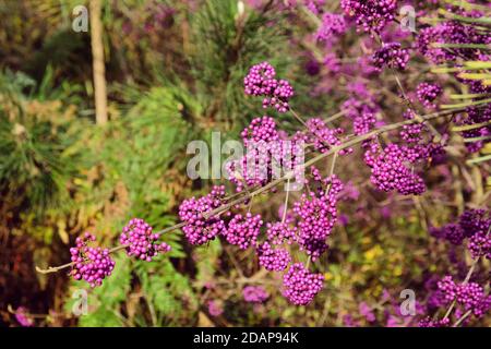 Callicarpa bodinieri, violette 'Imperial Pearl' in Blüte Stockfoto