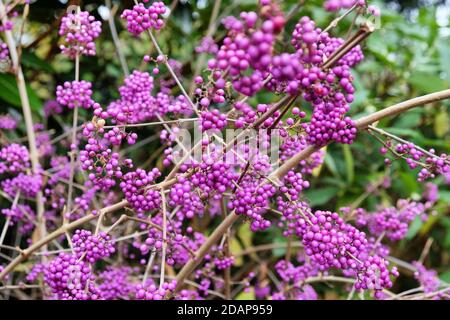 Callicarpa bodinieri, violette 'Imperial Pearl' in Blüte Stockfoto