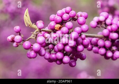 Callicarpa bodinieri, violette 'Imperial Pearl' in Blüte Stockfoto