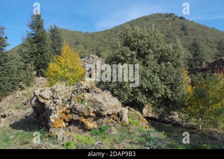 Geschützt im Mischwald im Ätna Park können Sie Sehen Sie die Kuppel aus trockenen Steinen und den Eingang zu Die traditionelle Hirtenhütte typisch für den Si Stockfoto