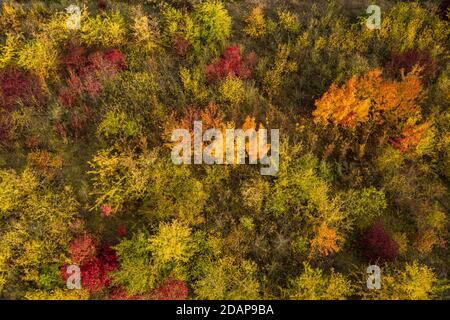 Drohnenbild einzelner gelber, oranger und roter Laubbäume in einem Mischwald in Europa Stockfoto