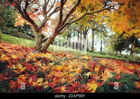 Die gelben und orangen Blätter des Acer palmatum (Japanischer Ahorn im Herbst Stockfoto