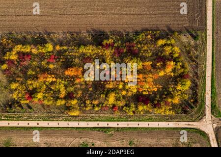 Schotterstraßen und Felder bilden zusammen mit einem geometrische Figuren Herbstlicher Laubwald aus der Vogelperspektive Stockfoto