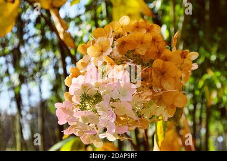 Alte Mophead-Blüten der Hortensia quercifolia Schneekönigin ('Flemygea') Im Herbst Stockfoto